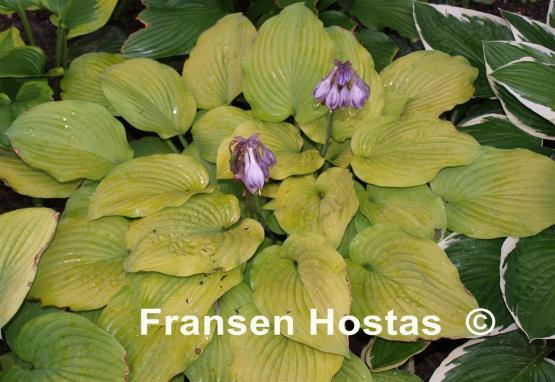 Hosta Glory